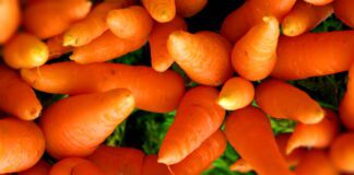 Городник розповів, що слід зробити перед посівом моркви для врожайності