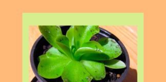 Мошки у квітах і розсаді моментально зникнуть після такої обробки