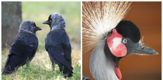 Тест на IQ: спробуйте знайти за 10 секунд ворону на картинці