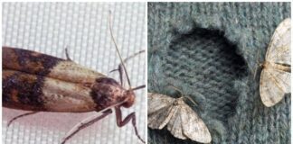 Господині розповіли, як боротися з міллю у шафі з одягом або крупами 