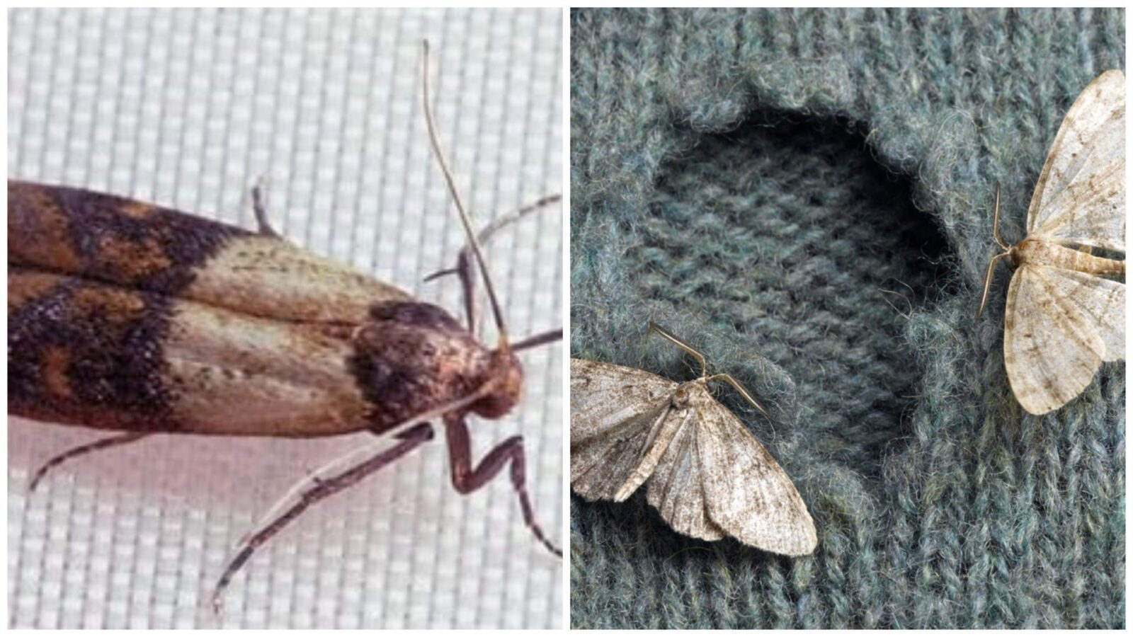 Експерти розповіли, як вивести міль з квартири чи будинку