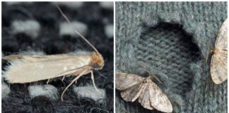 Поклади це до шафи, щоб врятувати речі від молі