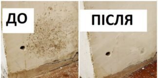 Як позбутися цвілі та грибку в квартирі: народні методи