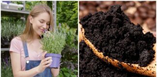 Які рослини не можна підживлювати кавовою гущею. Перелік