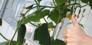 Городник розповів, як виростити взимку огірки на підвіконні