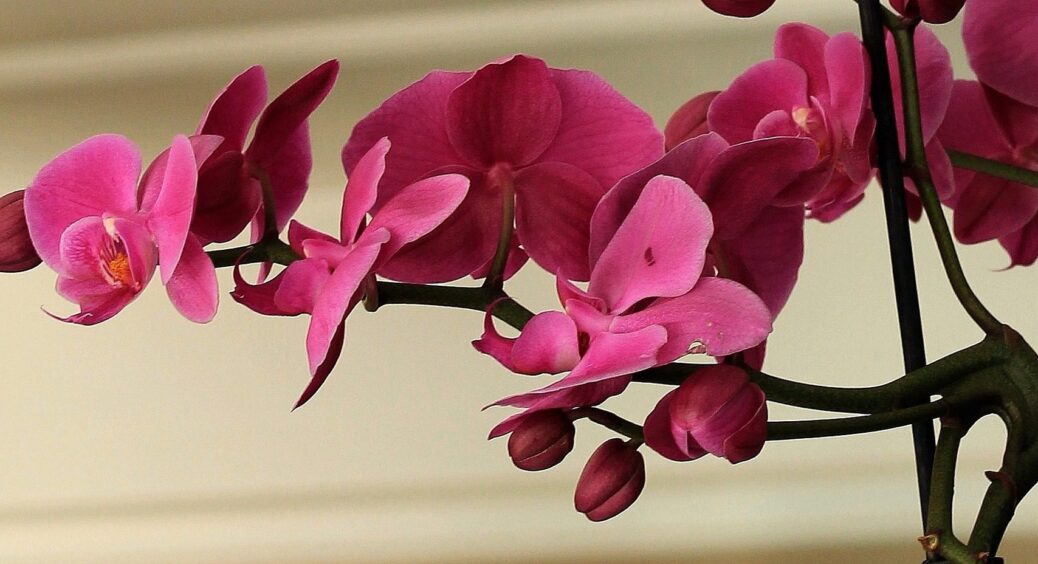 Суперцвітіння буквально за декілька днів: просто полила орхідеї молоком, результат приємно здивував 