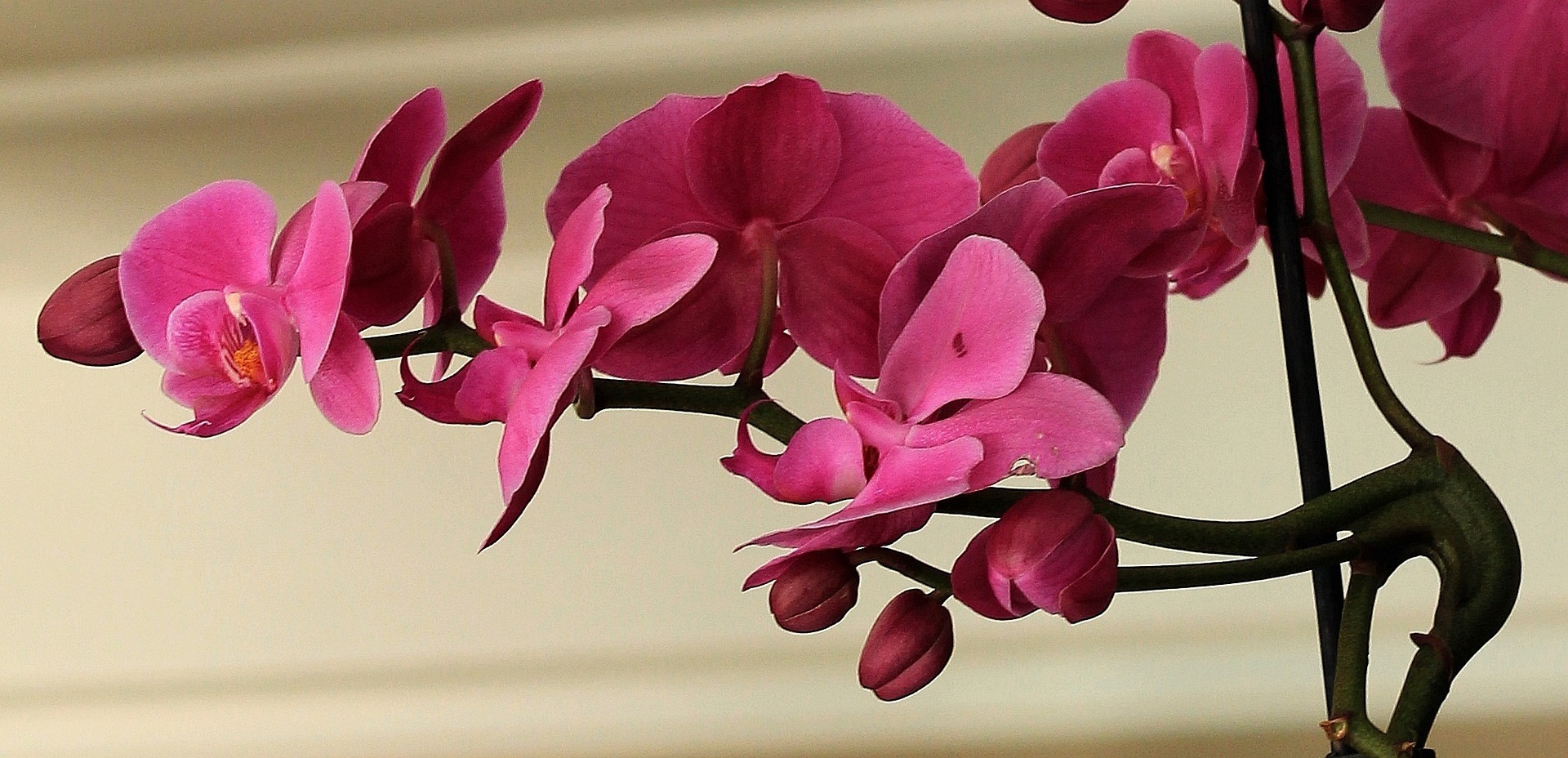 Як оживити орхідею та драцену