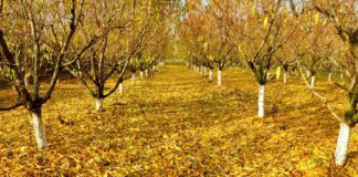 Городник розповів, чим підживити грядки у листопаді