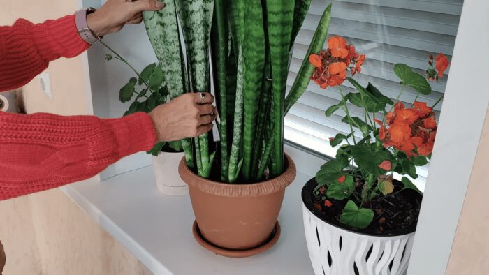 Експерти назвали рослину, яка очищує повітря вдома 