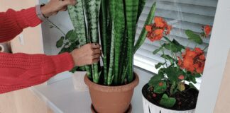 Експерти назвали рослину, яка очищує повітря вдома 