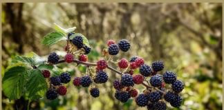 5 обов'язкових процедур, які треба зробити з ожиною