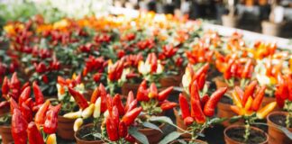 Як правильно вибрати горщик для кімнатних рослин 