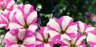 4 поради під час вирощування петунії в саду 