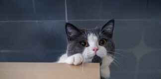 Ветеринар розповів, як визначити вік вуличного кота