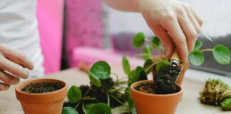 Кімнатні рослини, які краще посадити вдома, бо вони приносять щастя 