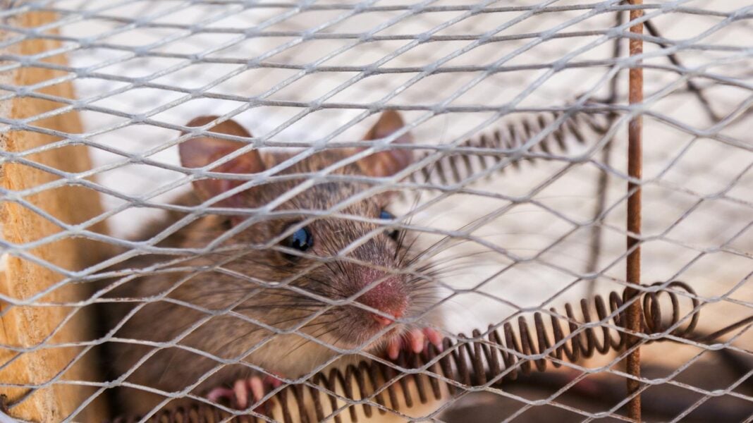 Експерти розповіли, як гуманно вивести мишей на дачній ділянці