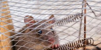 Експерти розповіли, як гуманно вивести мишей на дачній ділянці