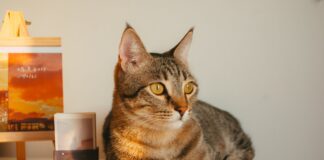 Як прибрати неприємний запах домашніх тварин в оселі