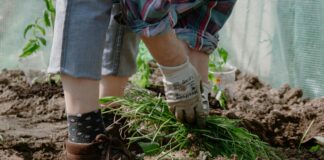 У листопаді розкидайте це на картопляні грядки