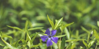 Як ефективно боротися з бурʼянами на городі