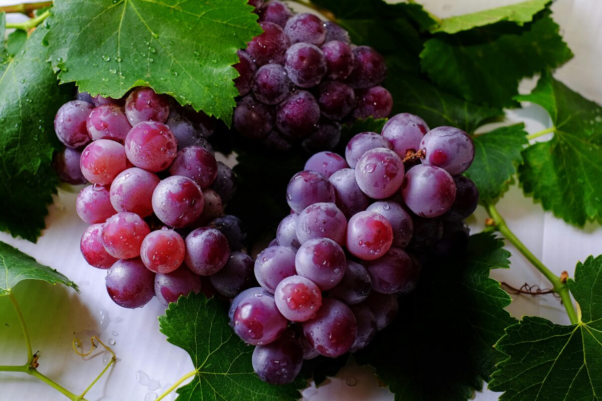 Правильна підготовка винограду перед зимуванням