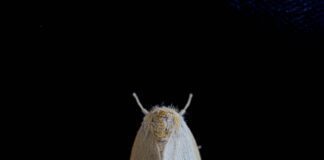 Як ефективно боротися з молями