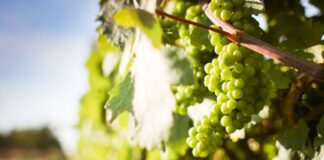 Як підготувати виноград до зими: обрізка, обробка і правильне укриття