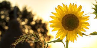 Як боротися з бурʼянами одним ефективним засобом