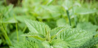 Як кропива допоможе покращити ріст перців