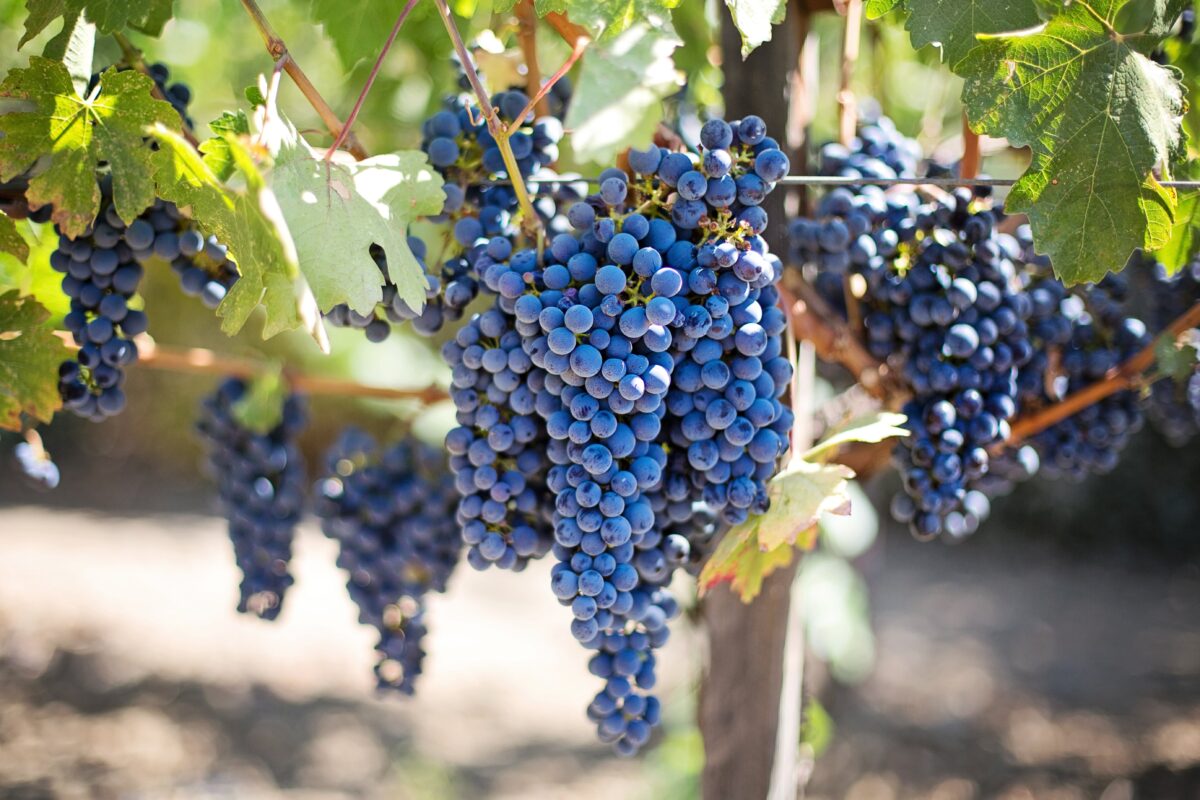 Секрети підгодівлі винограду перед похолоданням