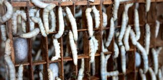 Як ефективно позбутися личинок без хімії