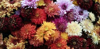 Експерти розповіли, як підготувати хризантеми до зими 