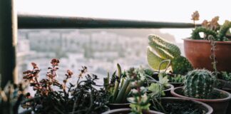 Експерти розповіли, які квіти варто завести вдома