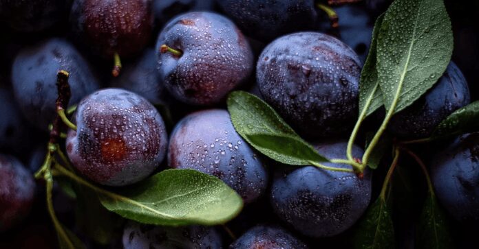 Городники розповіли про осіннє підживлення сливи