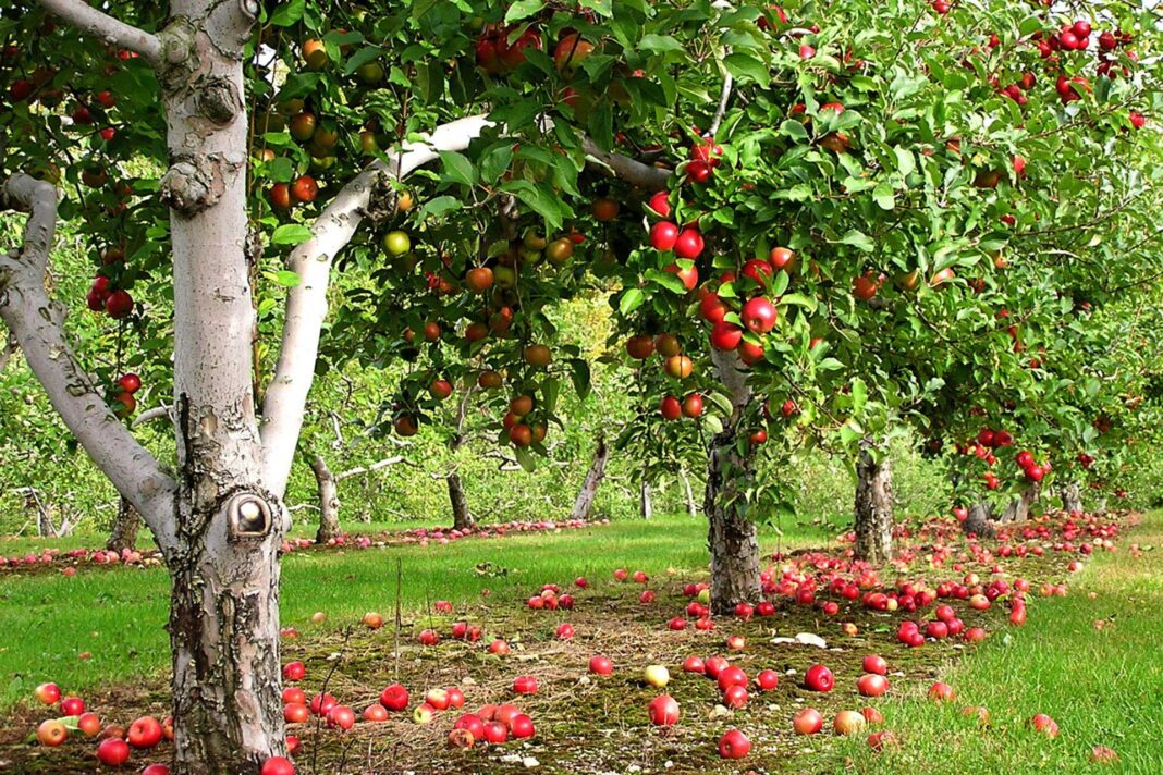 Як доглядати за плодовими деревами восени