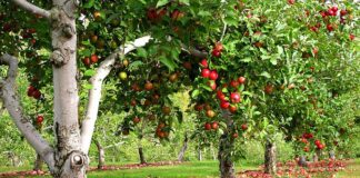 Коли треба обробляти дерева у саду: поради садівникам 