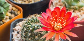Як правильно доглядати за кактусом: поради 