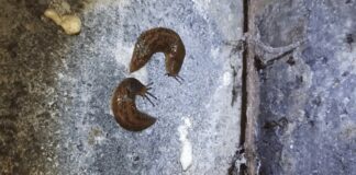 Як спровадити слимаків в льоху всього за 1 ніч