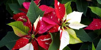 Експерт розповів про помилки у виборі магазинної пуансетії