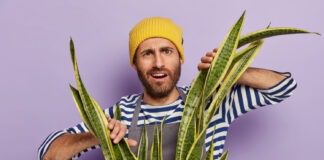 Як врятувати сансев'єрію