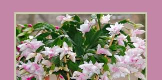 Різдвяник - одна з найпопулярніших кімнатних рослин