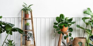 Садівник назвав домашні квіти, які не потрібно поливати