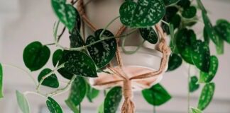  5 найкращих рослин для підвісних кашпо