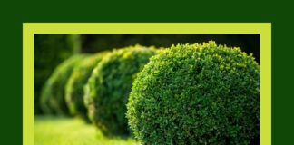 Вибір вічнозелених рослин - чудовий спосіб зробити ділянку привабливою