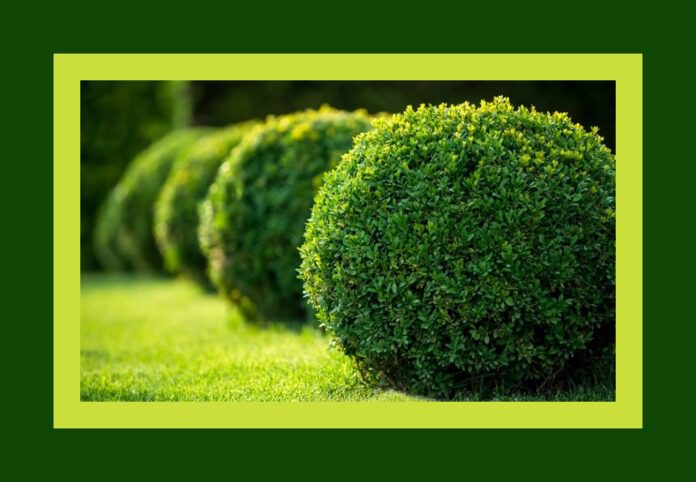 Вибір вічнозелених рослин - чудовий спосіб зробити ділянку привабливою