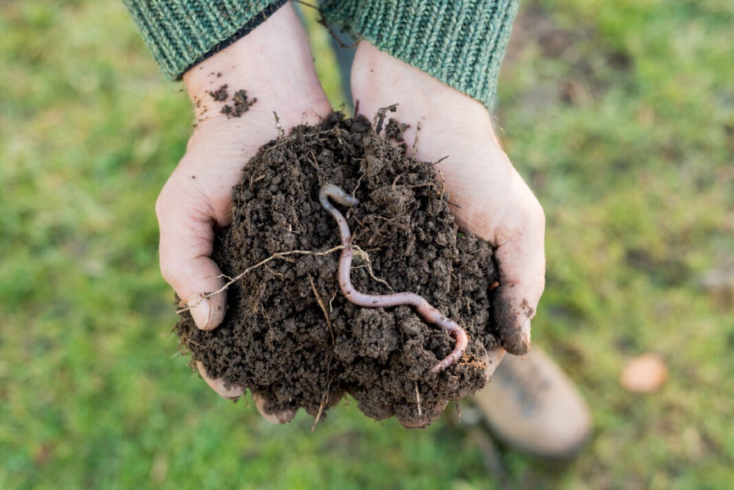 Стерилізація ґрунту в мікрохвильовці – як правильно