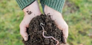 Стерилізація ґрунту в мікрохвильовці – як правильно