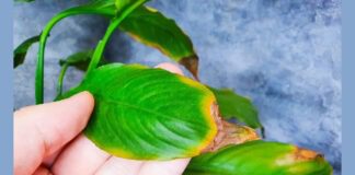 Якщо листя улюбленця починає засихати, не залишайте все на самоплив