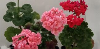 Як доглядати за геранню взимку