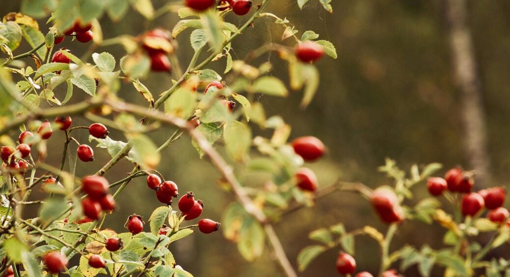 Шипшина, як з казки: родить, наче підливала дріжджі! Секрети успішного вирощування від діда 